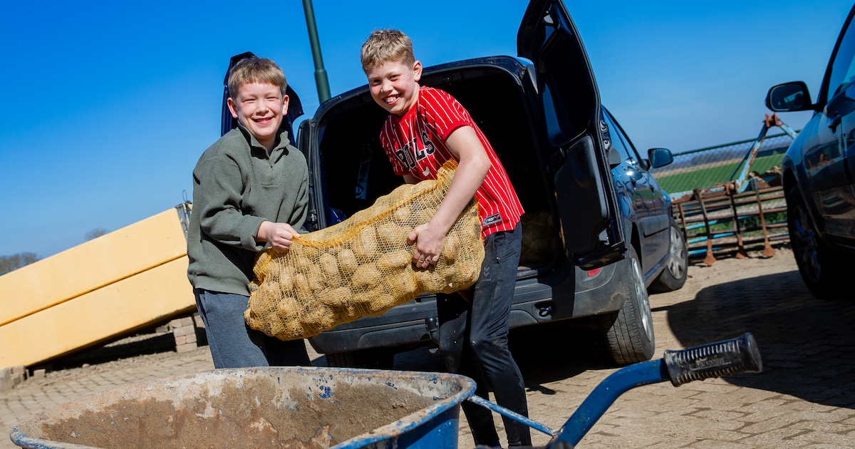 Boer René (57) blijft zitten met 250.000 kilo aardappels, nu staan er honderden mensen op zijn erf