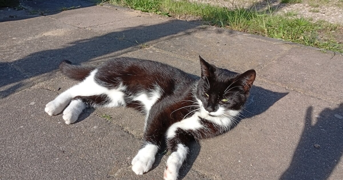 Heb jij FINA of Pukje gezien? Deze twee huisdieren worden in Heumen vermist