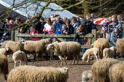 Na twee jaar verbanning naar het dorpshart van Rheden is Lammetjesdag terug op de vertrouwde plek