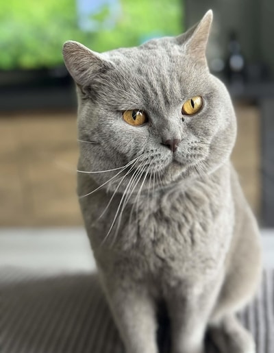 Heb jij Mimi of Ziggy gezien? Deze twee huisdieren worden in Beuningen vermist