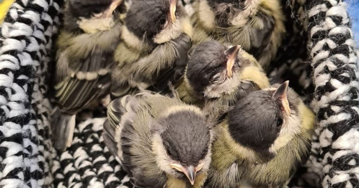Gratis webinar over vogels van Heuvelrugtuinen en Vogelbescherming Nederland