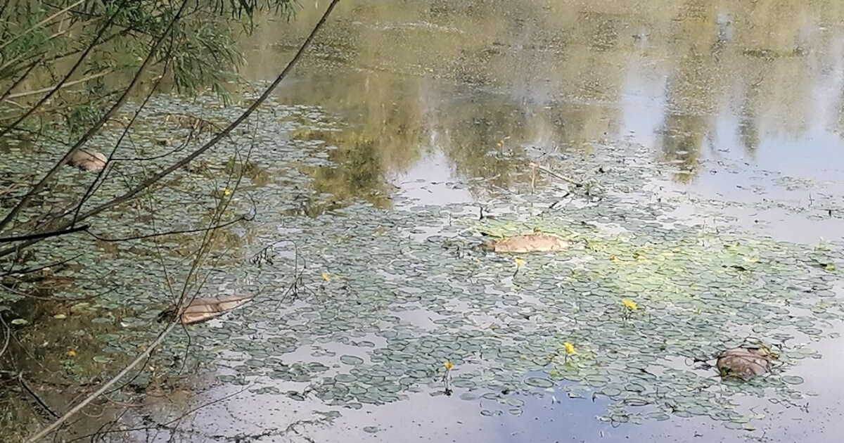 Dode vissen drijven in de uiterwaarden, maar niet lang: ‘De natuur ...