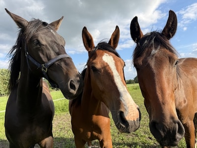 Oss houdt voet bij stuk: Herpens stel is geen hobbyboer en mag boerderij niet opknappen