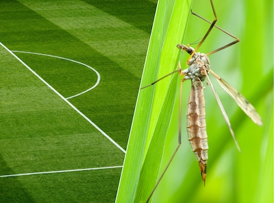 Deense profs machteloos door langpootlarven: ‘De situatie is erg vervelend’