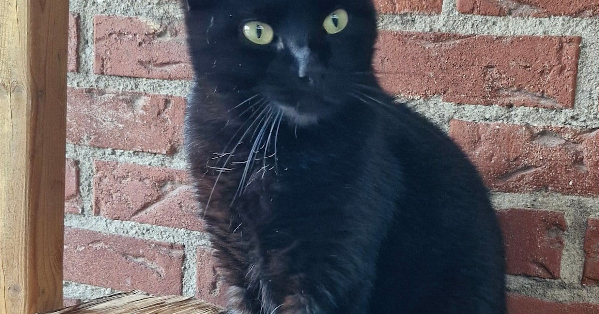Heb jij Borre gezien? Dit huisdier wordt in Lingewaard vermist