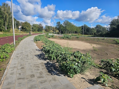 Zeer giftige plant groeit rond nieuw kruispunt onderaan Nelson Mandelabrug