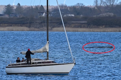 Experts beslissen wat er met gestrande walvis ‘Timmy’ moet gebeuren: ‘Hij is erg verzwakt’