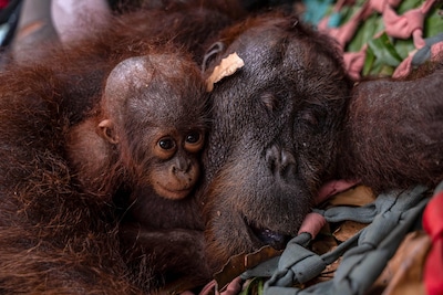 Orang-oetan en jong gered uit vuurzee in Indonesië, bosbranden verwoestten al 300.000 hectare
