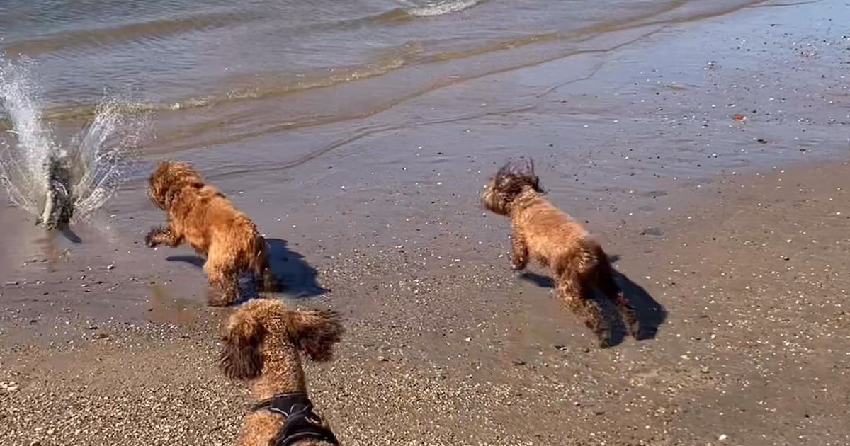 KIJK | Demi wandelt met soms wel dertig labradoodles langs de Waal