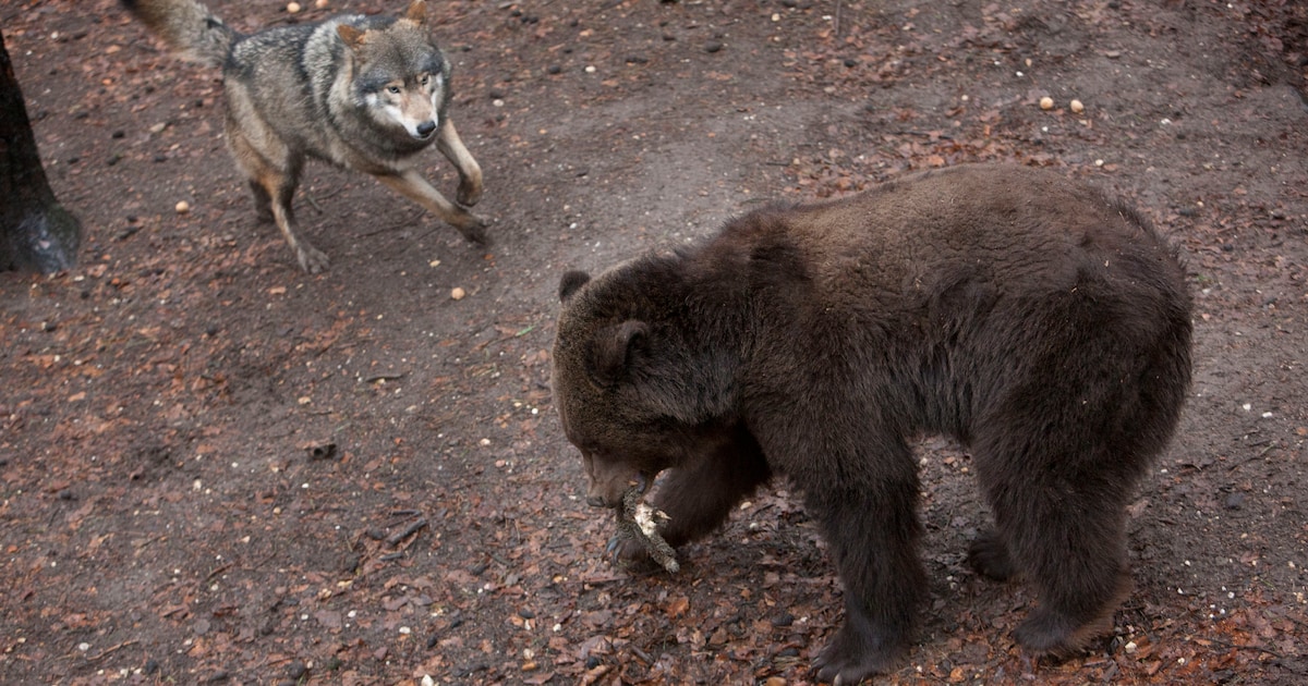 Boze beer doodt wolf in Dierenrijk Nuenen | Regio | De Gelderlander.nl