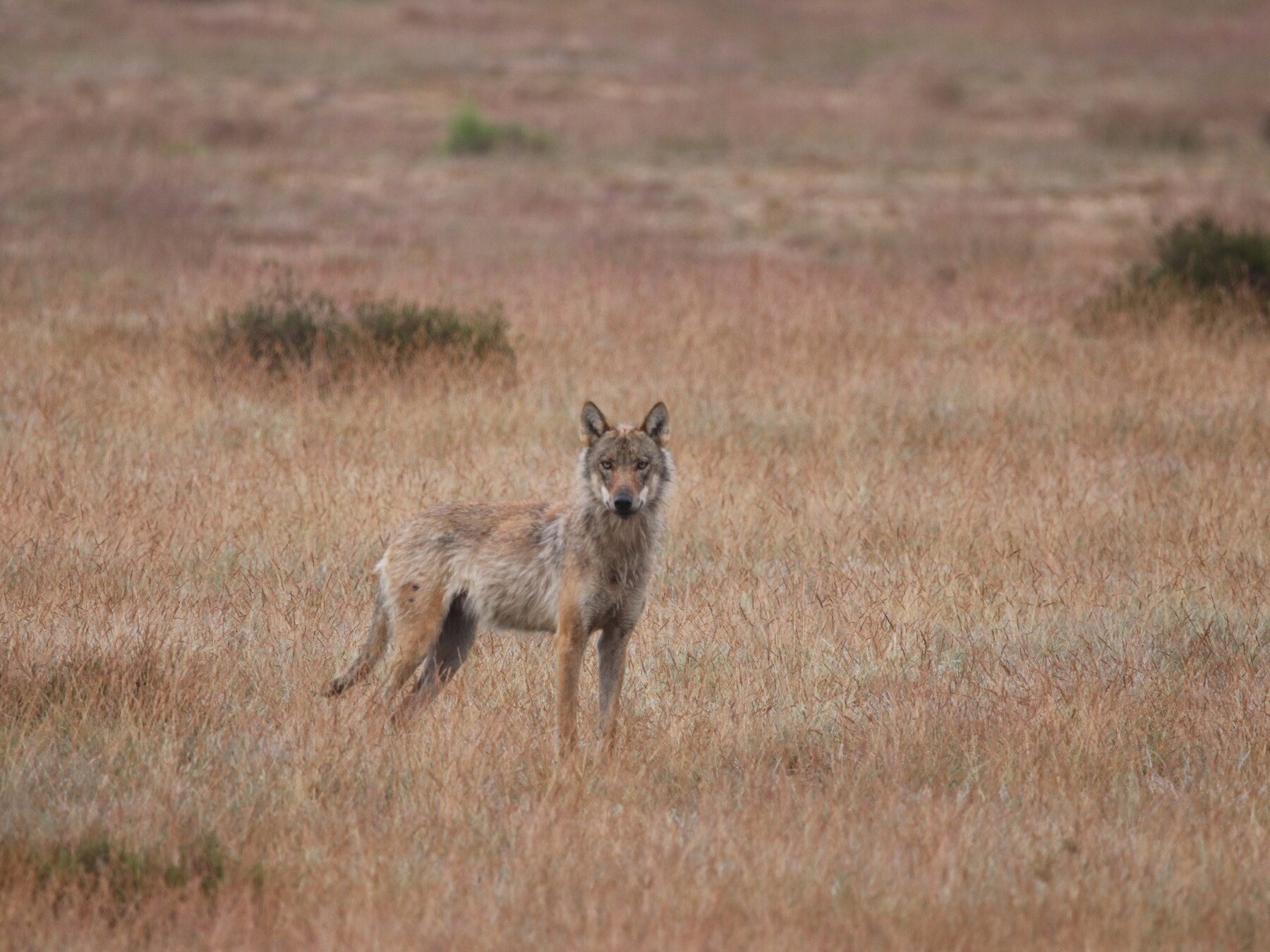 Foto's die een van de jachtopzieners van Het Nationale Park De Hoge Veluwe heeft gemaakt. Jakob Leidekker is ervan overtuigd dat het om een wolf gaat.