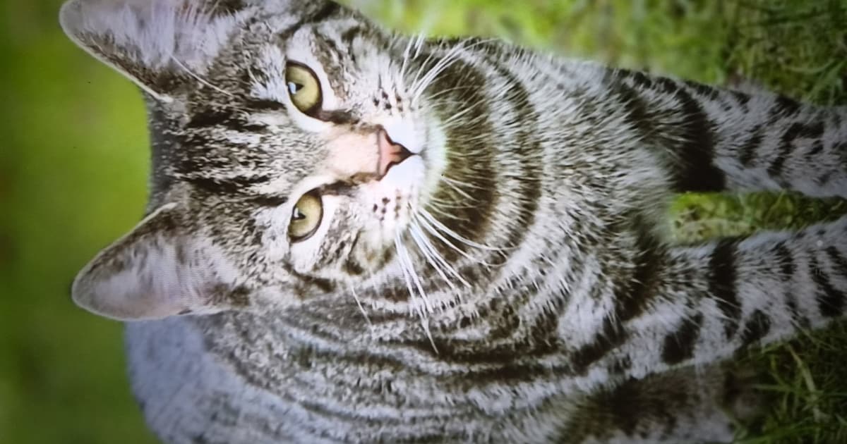 Heb jij Zoebie gezien? Dit huisdier wordt in Oost Gelre vermist