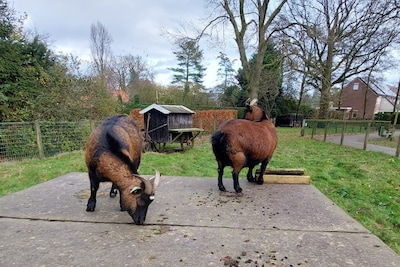 Twentse zouthuisjes razend populair: interesse enorm, aanbod gering