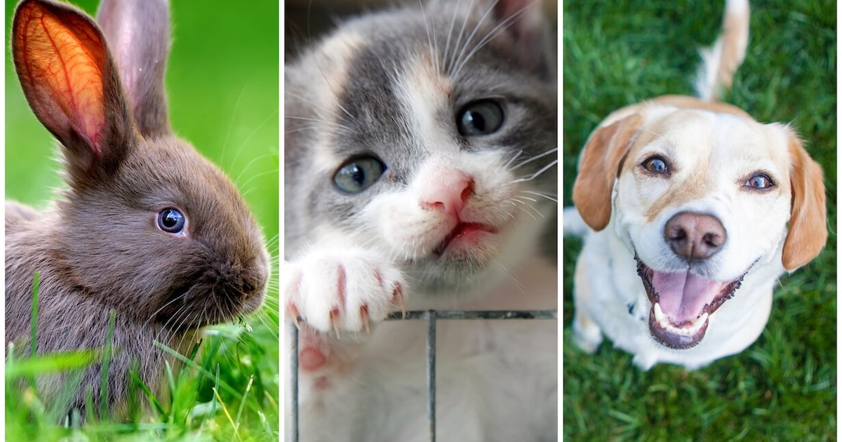 Het is Dierendag in Renswoude: stuur je leukste foto in!