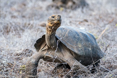 Reuzenschildpad na meer dan 180 jaar weer terug op Galapagoseiland