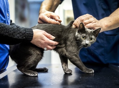 Wageningse dierenarts cel in voor aanranden vier assistentes gedurende twintig jaar