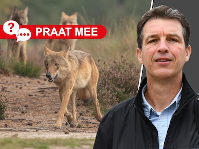 Soepeler regels voor verjagen en afschieten van wolf: goede zaak of gaat dit te ver?