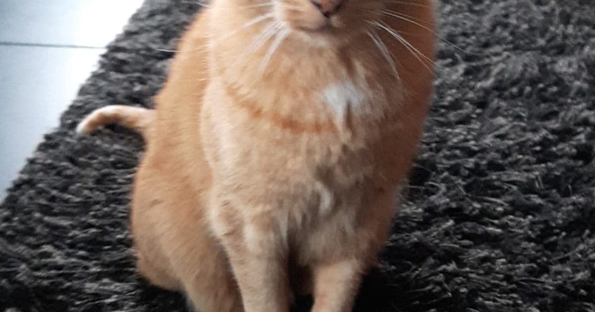 Heb jij Red gezien? Dit huisdier wordt in Barneveld vermist