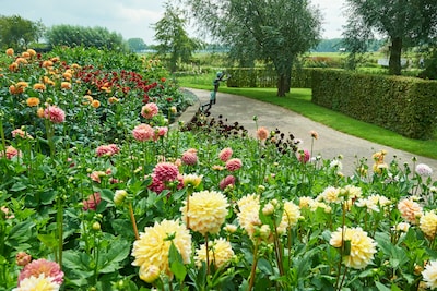 Tekenen in Bloemenpark Appeltern: twintig jaar botanische kunst