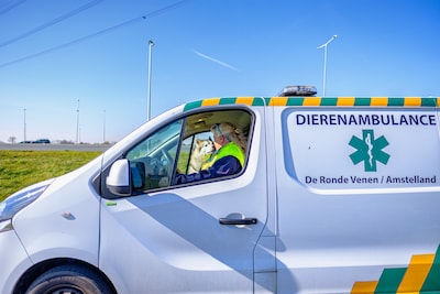Noodklok na gruwelijke ontdekking hond: huisdier steeds vaker dupe van schrijnende omstandigheden baas