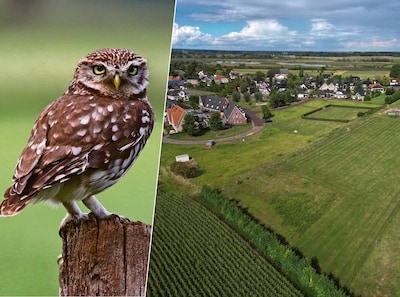 Hoe een steenuil voor een bouwstop zorgt in de wooncrisis, en zelfs de huismus kan al een probleem zijn