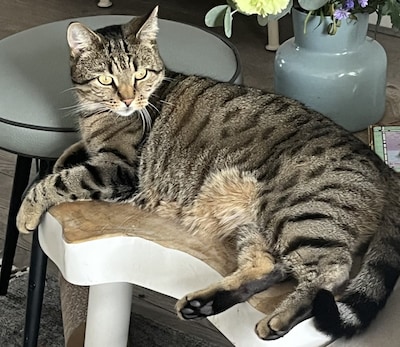Heb jij Fitz gezien? Dit huisdier wordt in Buren vermist