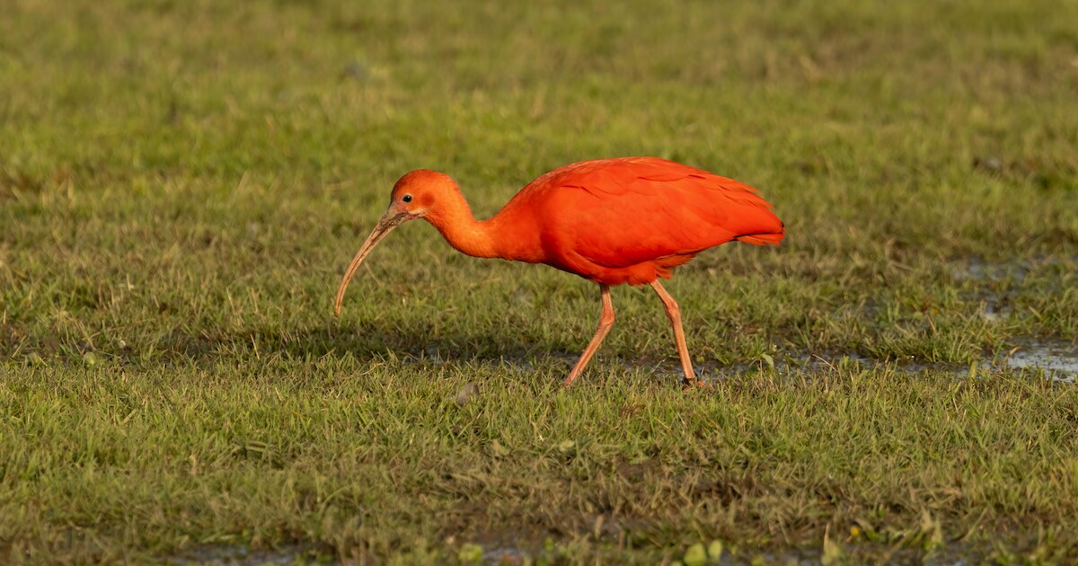 exotische-ibis-2-voelt-zich-thuis-in-hania-s-polder-kwekersring