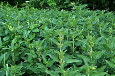 Plukbrigade start met brandneteltoppen in Arnhem