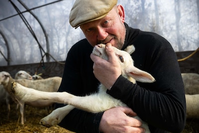 Herder brengt na mond-bekbeademing zijn pasgeboren ‘Lotje’ groot met de fles: ‘Nooit gaat zij naar de slacht’