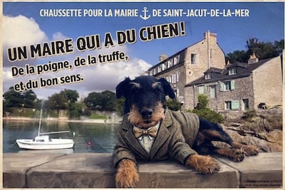 Franse jack russell Chaussette stelt zich verkiesbaar: met eigen partijprogramma en 16 collegahonden