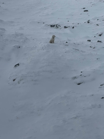 Hondje in Alaska 50 uur na lawine levend teruggevonden in sneeuw dankzij Apple AirTag