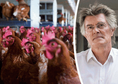‘De grootschalige kippenhouderij is op de huidige wijze niet houdbaar’