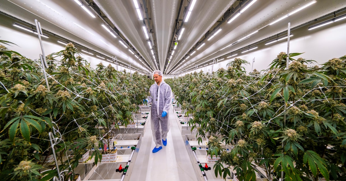 Omwonenden blijven ‘penetrante’ lucht ruiken bij legale wietkweker
