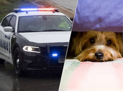 Hond schiet op Amerikaans baasje nadat hij geweer neerlegt