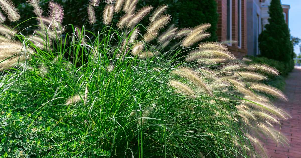 Tuinexpert over siergrassen in Zevenaar