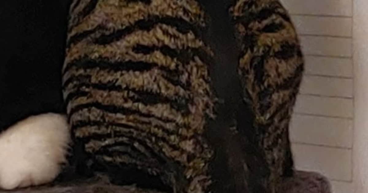Heb jij Tijger gezien? Dit huisdier wordt in Doesburg vermist
