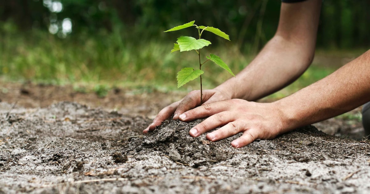 Gedenkbomen planten in Woensdrecht weer mogelijk