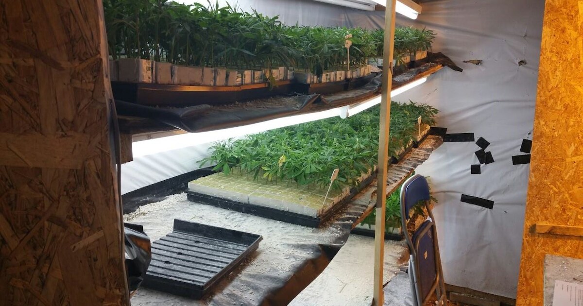 Politie ontmantelt wietkwekerij in woning Deest