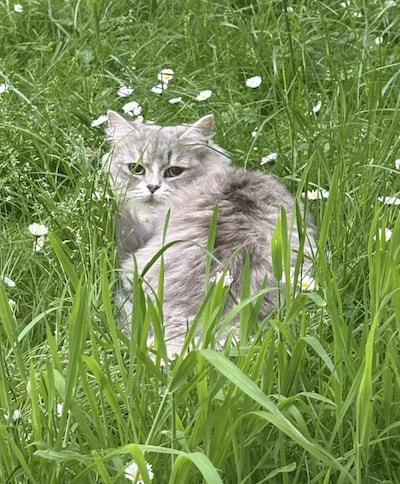 Heb jij Tess, Zitoun of Nala gezien? Deze vier huisdieren worden in Wageningen vermist