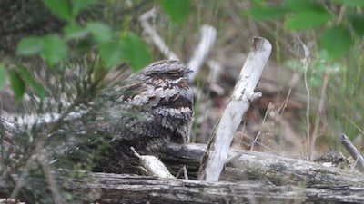 Natuurcentrum De Ginkel houdt nachtzwaluwexcursie in Ede