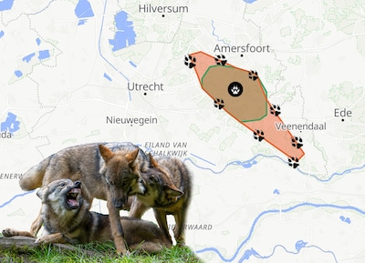 Waarom de wolf zich op steeds meer plekken in de provincie laat zien