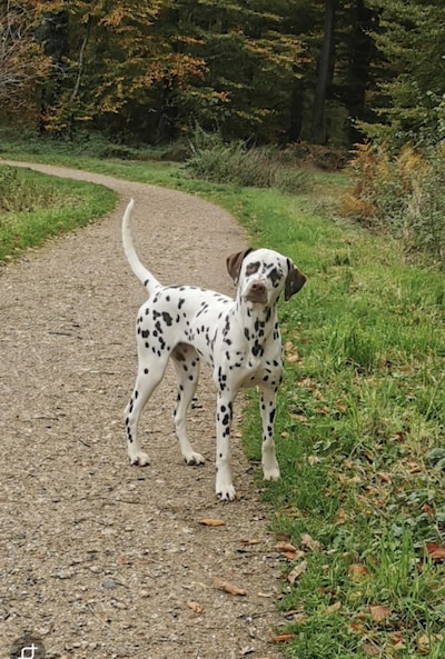 Heb jij Lilly gezien? Dit huisdier wordt in Oude IJsselstreek vermist