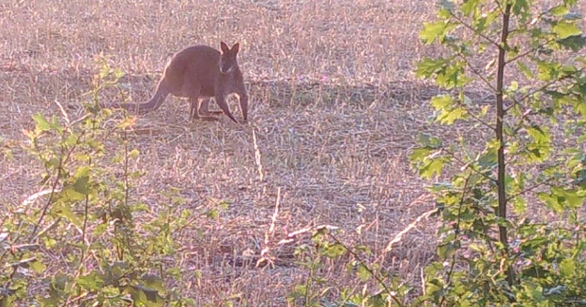 Kangoeroe gespot in Land van Maas en Waal: ‘Ik dacht nog, zie ik dat nou goed?’