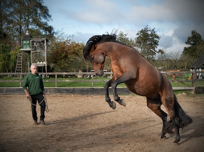 Piet staat letterlijk en figuurlijk achter zijn paarden: ‘Castanjo trapt niet, want we zijn vrienden