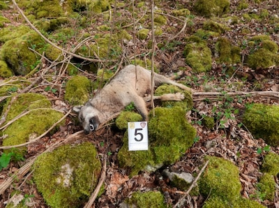 Achttien dode wolven gevonden in Italiaans nationaal park, mogelijk vergiftigd: ‘Verachtelijke daad’