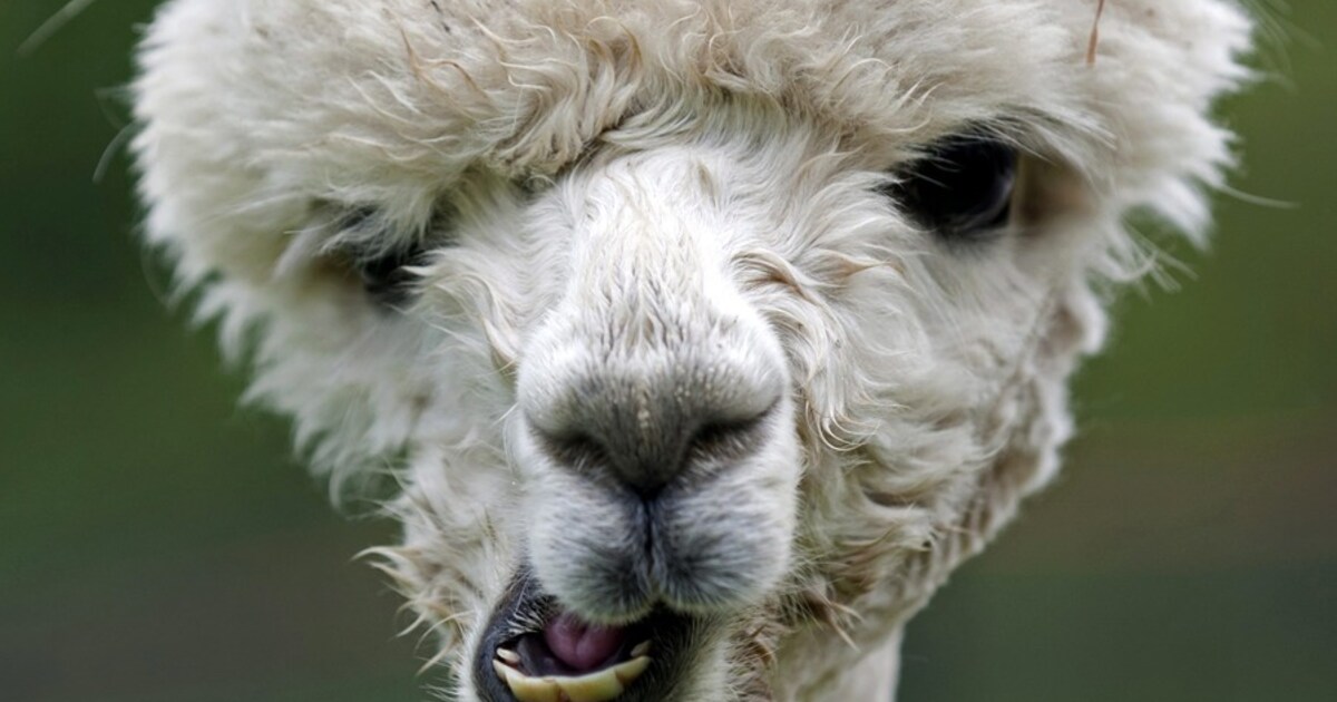 Zes alpaca's uit kinderboerderij gestolen