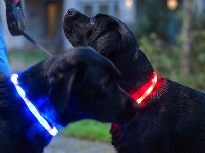 Wendy’s zwarte labradors verdwijnen in de schemer, totdat er dit met hun halsbanden gebeurt