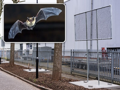 57 palen op de stoep voor vleermuizen zorgen voor woede op bedrijventerrein: 'Pure waanzin'