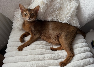 Heb jij Vlokje, Tonio of Ziggi gezien? Deze drie huisdieren worden in Ede vermist