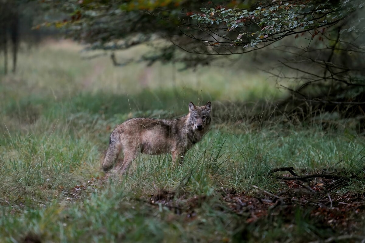 Archieffoto. Een wolf op de Veluwe.